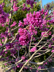 Spring blossom. American Redbud flowers