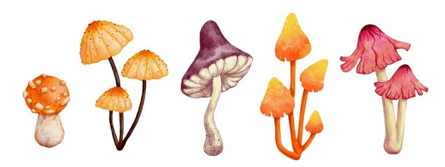 Set of watercolor toadstools.Wild forest plants.