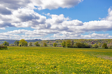 Fototapeta na wymiar Dandelions in a summertime field.