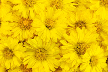 Closed up of yellow color Chrysanthemum flower pattern background