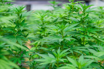 Naklejka premium Commercial hemp farming in a greenhouse. Industrial Cannabis, marijuana, plants grown in a greenhouse cultivation