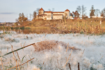 White fluff from reeds on the background of a castle with a lake. Close-up