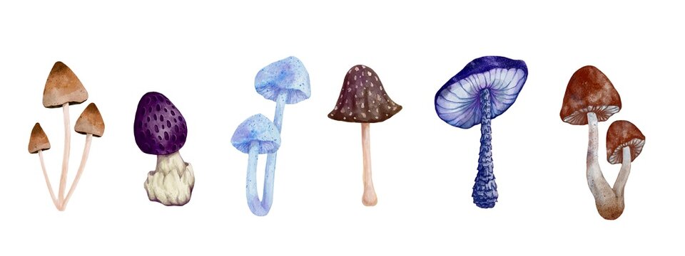 Set of watercolor toadstools.Wild forest plants.