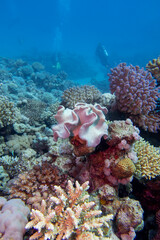 Colorful, picturesque coral reef at bottom of tropical sea, hard and soft corals, underwater landscape