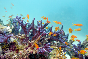 Fototapeta na wymiar Colorful coral reef with blue hard coral and exotic fishes Anthias on bottom of exotic sea