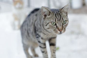 Gray striped cat. Street cat with green eyes. Curious pet on the street in the city