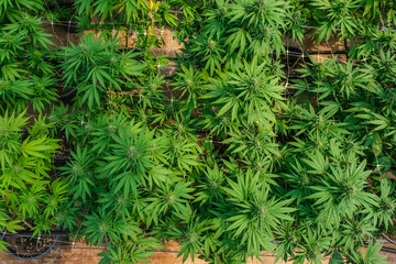 Fototapeta premium Commercial hemp farming in a greenhouse. Industrial Cannabis, marijuana, plants grown in a greenhouse cultivation