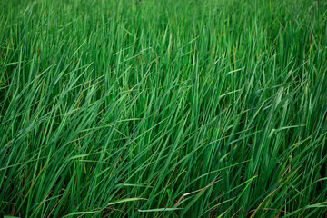 Green rice field