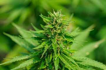 Close-up of a big cannabis flower bud into a commercial hemp farming greenhouse. Industrial Cannabis, marijuana, plants grown in a greenhouse cultivation
