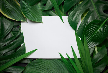 Tropical border frame for text on white