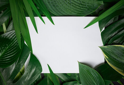 Tropical border featuring Plantain lilies, monstera leaves and hostas