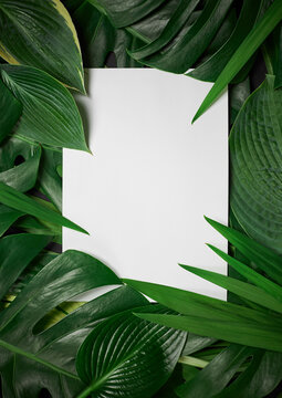 Decorative tropical border frame