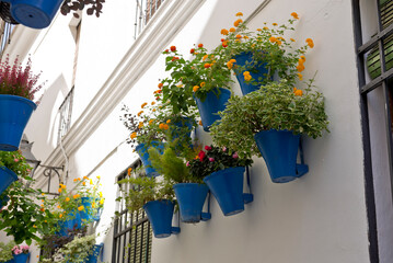 Flowers in pots on the walls, Cordoba, Andalusia, Spain