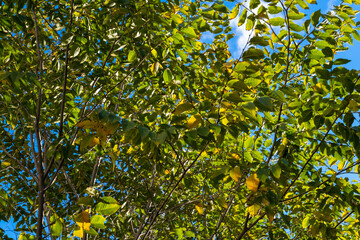 photo up to the tree top shot from below. Yellow-green tree leaves and blue sky. Early autumn.