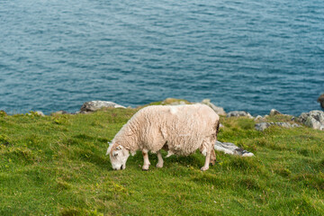 Fototapeta premium White sheep eating grass in a field.