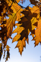 Orange oak foliage close up