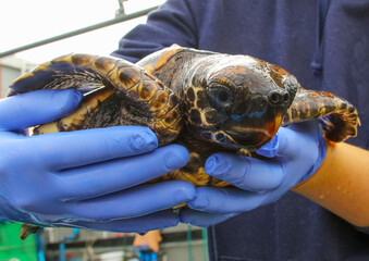 Rescued sea turtle bay hatchling being held by a vet
