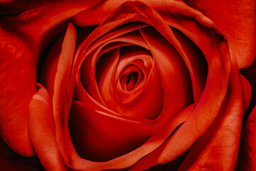 red rose close up