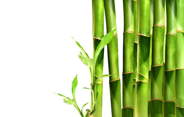 Fototapeta na wymiar Lucky Bamboo, stems and leaves, on the right