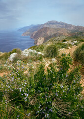 Westküste Mallorcas im Frühling mit starkem Wind, wilde Blüten und den Tramontane Langstrecken Wanderweg in den Bergen