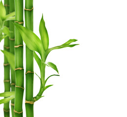 Fototapeta na wymiar Lucky Bamboo, stems and leaves, on the left