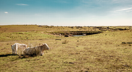 Nature animals pastures and agriculture landscapes in spain