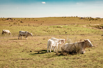 Nature animals pastures and agriculture landscapes in spain