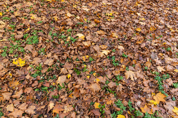 Autumn foliage on trees in Europe