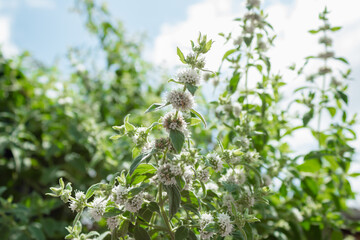Obraz premium Mint leaves.Natural green. with blurred background. mint tree