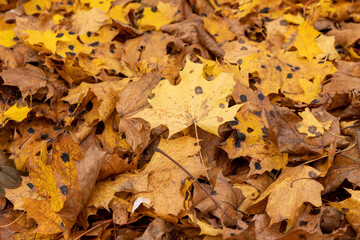 Orange maple foliage after wind and leaf fall