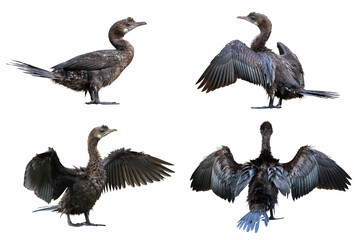 Set of Cormorant isolated on transparent background png file