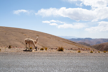 alpaca along mountain range - 564625383