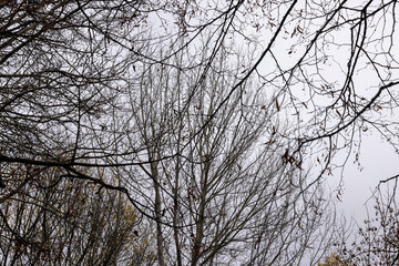 Bare trees in the autumn season