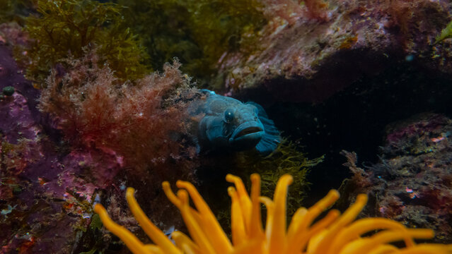 Fondo marino con anemonas y peces