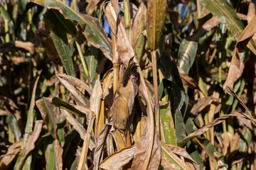 Ripe corn in the field in the summer