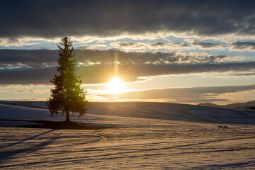 早春の夕暮れの雪の畑に立つマツの木　美瑛町
