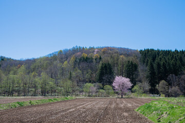 Fototapeta na wymiar 水田地帯の満開のサクラの木 