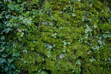 background of vegetation, moss and stone