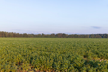 Potato field with green plants