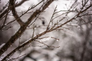 Fototapeta na wymiar Bare tree branches with drops and snow, abstract natural winter background