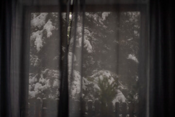 Pine in the snow, view from the window with curtains. Winter in a country house concept