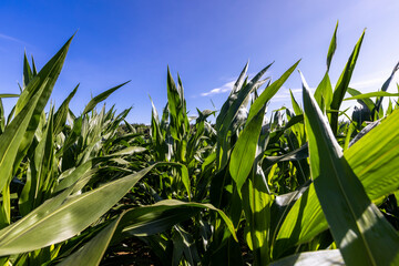 Green corn illuminated by sunlight
