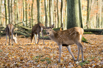 Red deer fawn in colorful autumn forest