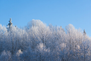 snow covered trees in winter