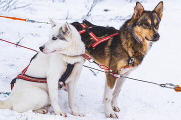 two husky dogs in the snow