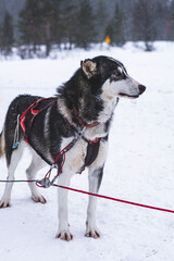 husky dog in snow