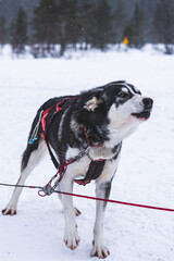 husky dog in snow