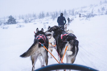 dog running in the snow