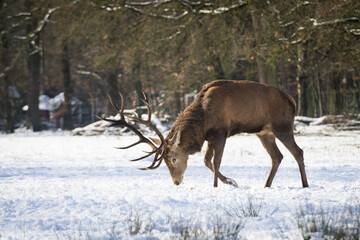 Alpha stag in the snow on his field 
