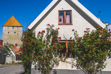 white house wit red roses